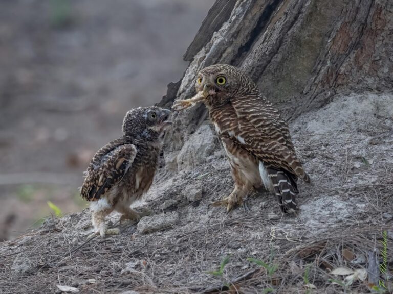 C:\Users\Worawitoo\AppData\Local\Microsoft\Windows\INetCache\Content.MSO\20E2C9B6.tmp