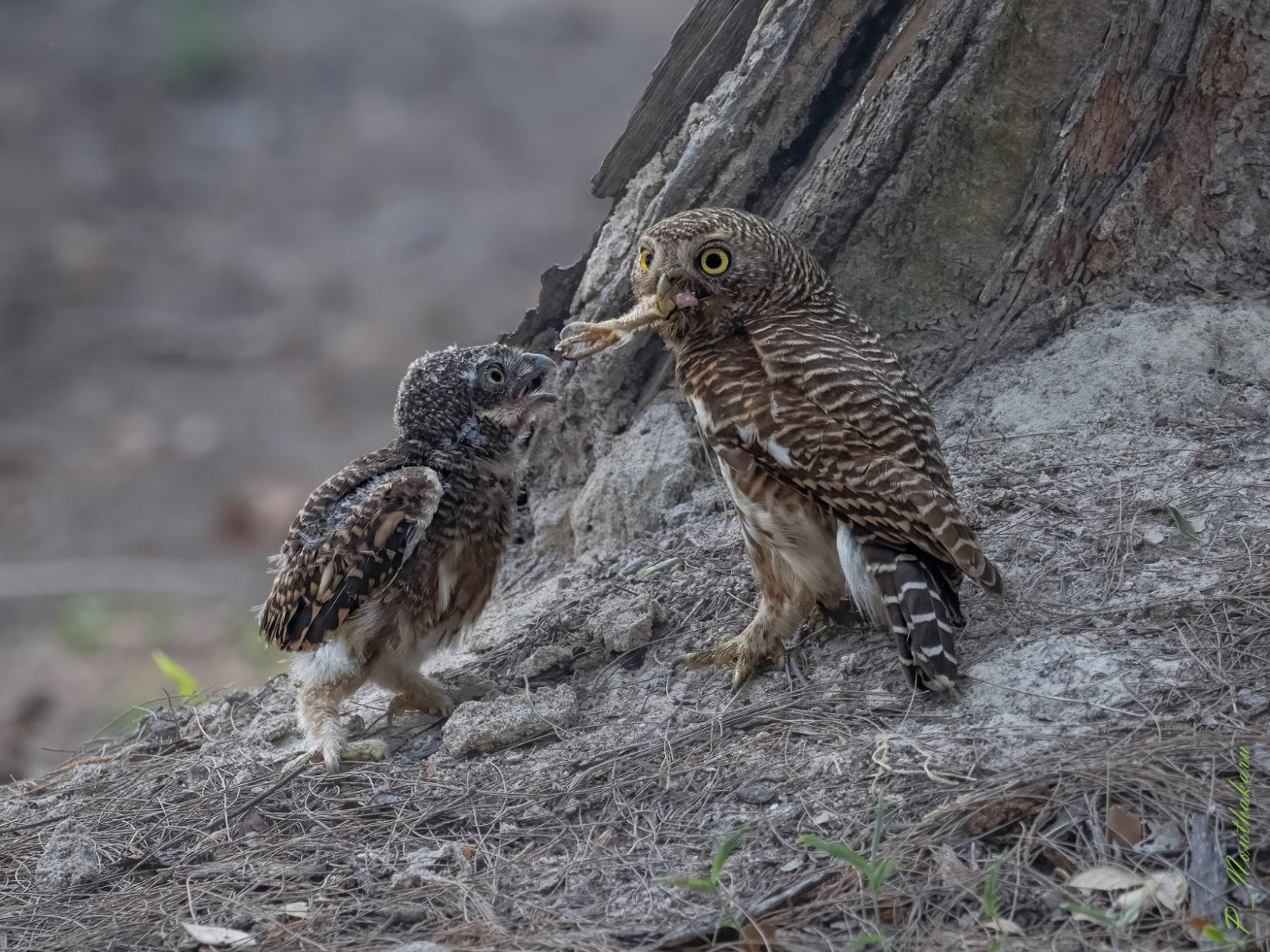 C:\Users\Worawitoo\AppData\Local\Microsoft\Windows\INetCache\Content.MSO\20E2C9B6.tmp