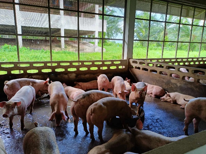 ไม่มีคำอธิบายรูปภาพ