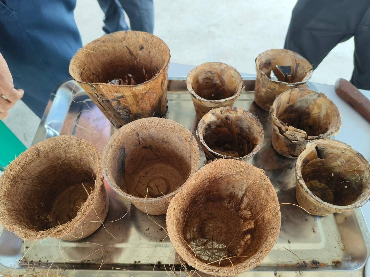 อาจเป็นรูปภาพของ 1 คน และ ต้นกล้า