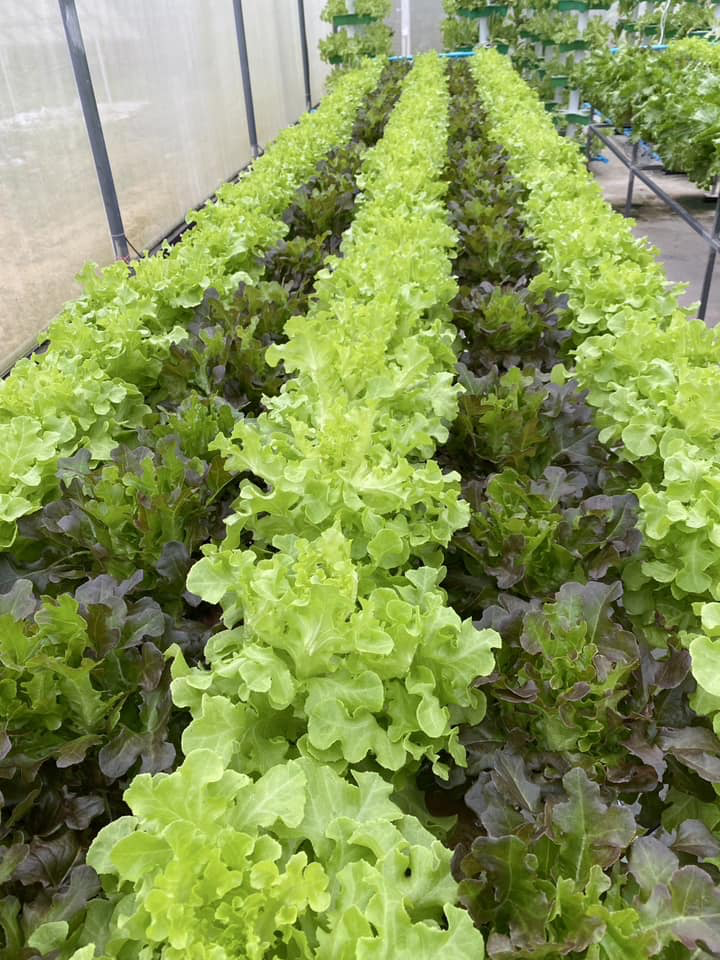 A close-up of a greenhouse
AI-generated content may be incorrect.