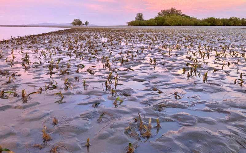 ข่าว Like สาระ - วิกฤตหนัก!'หญ้าทะเล'เกาะลิบง นอนตายเป็นวงกว้าง 5 กม.