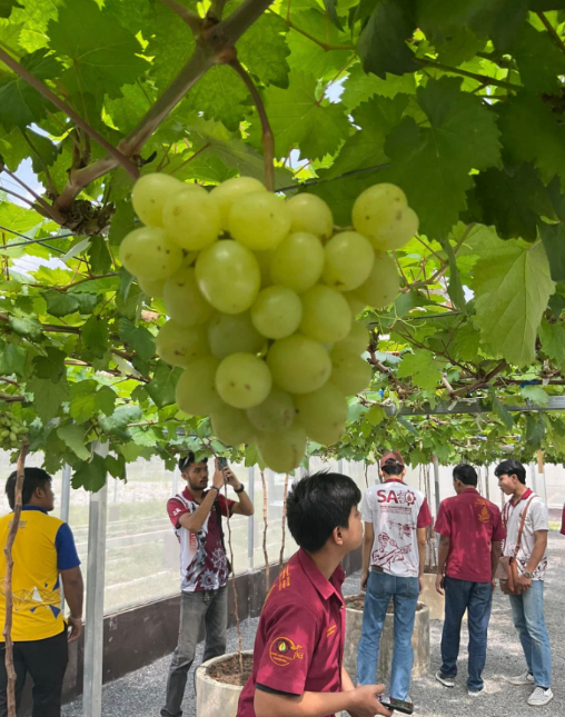 รูปภาพประกอบด้วย องุ่น, เสื้อผ้า, คน, ผลไม้
เนื้อหาที่สร้างโดย AI อาจไม่ถูกต้อง