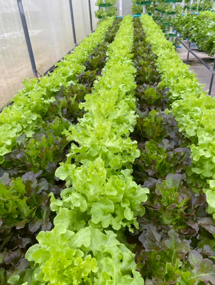 รูปภาพประกอบด้วย ผัก, ผักกาดหอม, ปลูก, สมุนไพร
เนื้อหาที่สร้างโดย AI อาจไม่ถูกต้อง