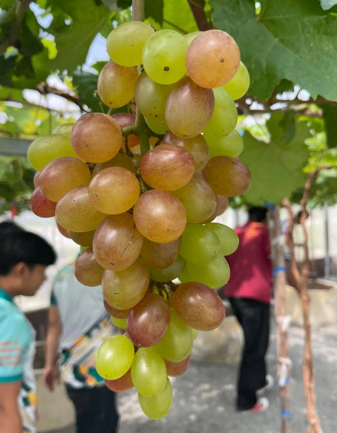 รูปภาพประกอบด้วย องุ่น, ผลไม้, คน, ผลไม้ที่ไม่มีเมล็ด
เนื้อหาที่สร้างโดย AI อาจไม่ถูกต้อง