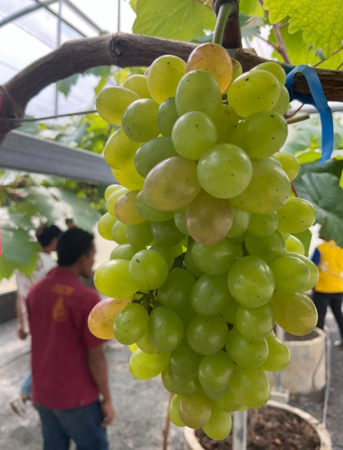 รูปภาพประกอบด้วย องุ่น, ผลไม้, ผลไม้ที่ไม่มีเมล็ด, ใบองุ่น
เนื้อหาที่สร้างโดย AI อาจไม่ถูกต้อง