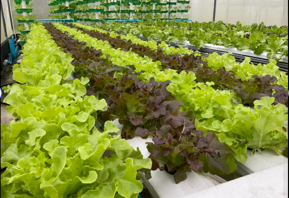 รูปภาพประกอบด้วย ผัก, ผักกาดหอม, ผักใบ, ปลูก
เนื้อหาที่สร้างโดย AI อาจไม่ถูกต้อง